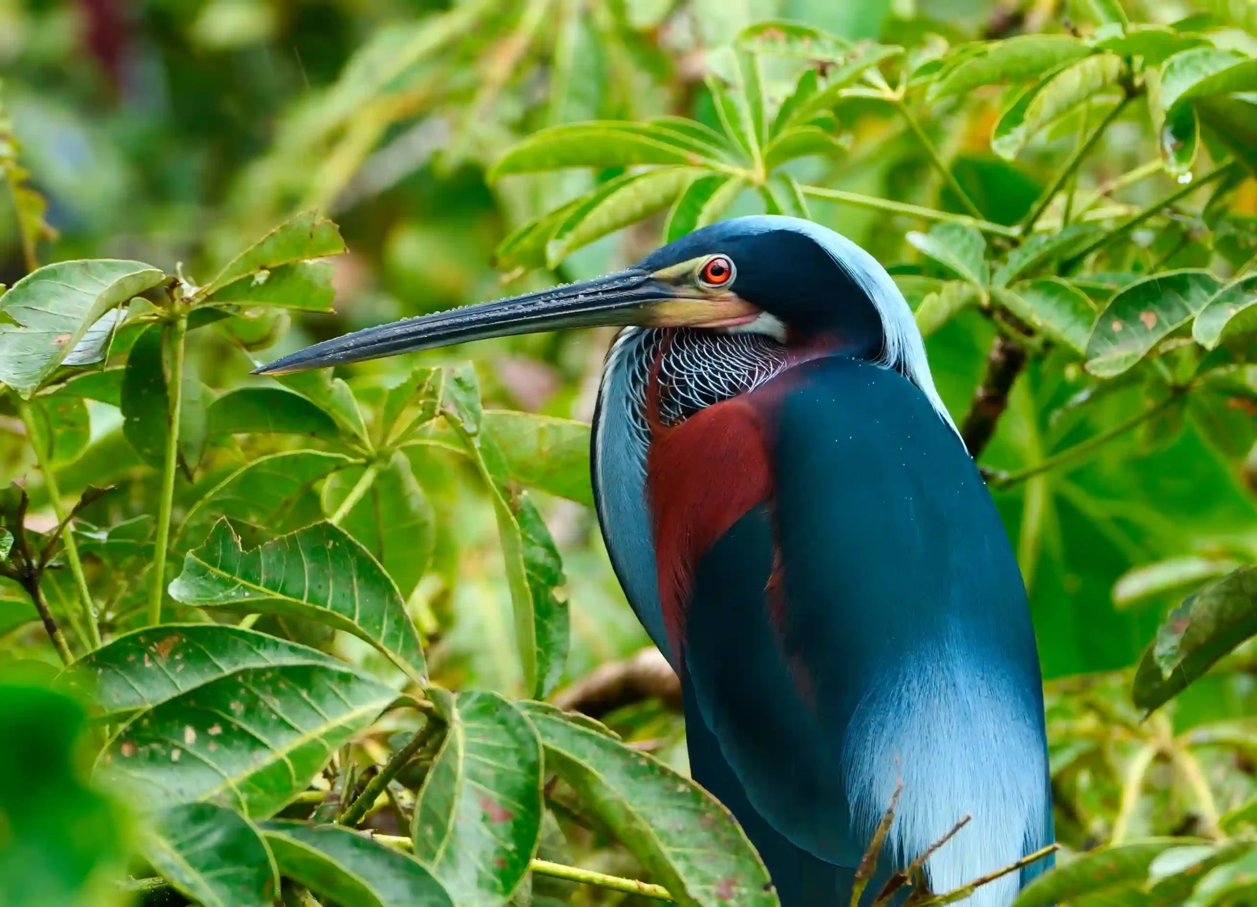 Agami Heron in breeding plumage at Agami Island, Costa Rica
