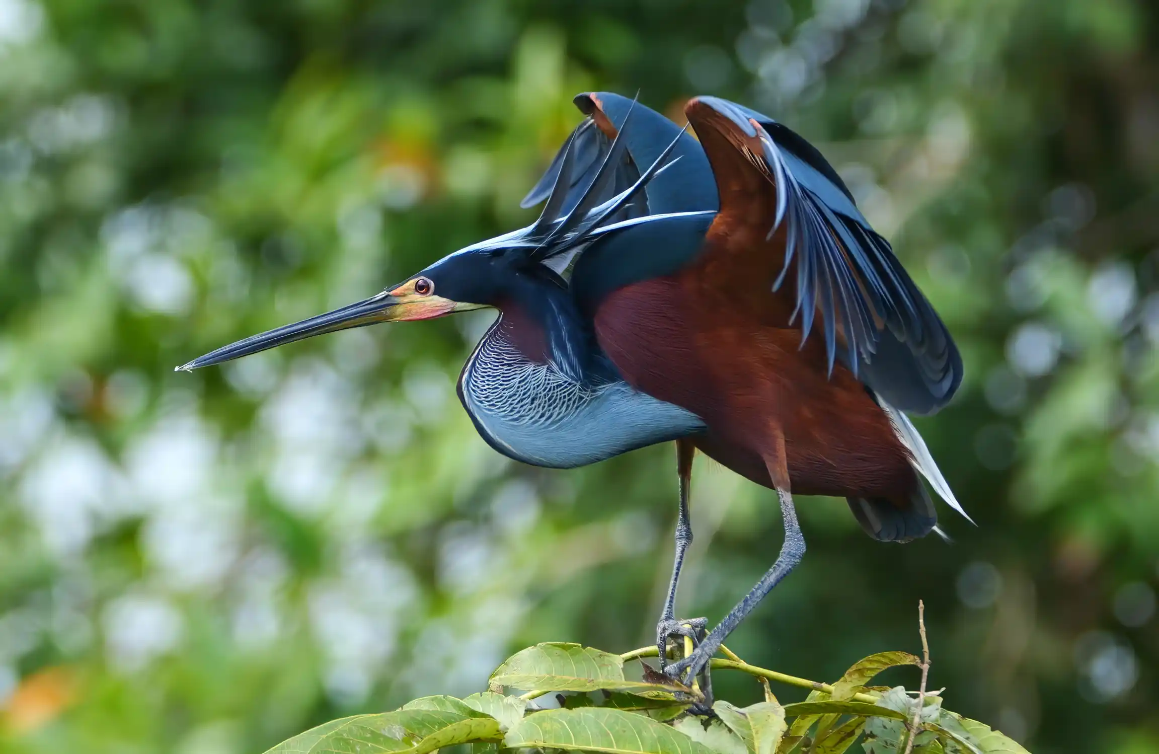 Agami Heron perched over the wetland at the Agami Island breeding colony in Guatuso, Costa Rica