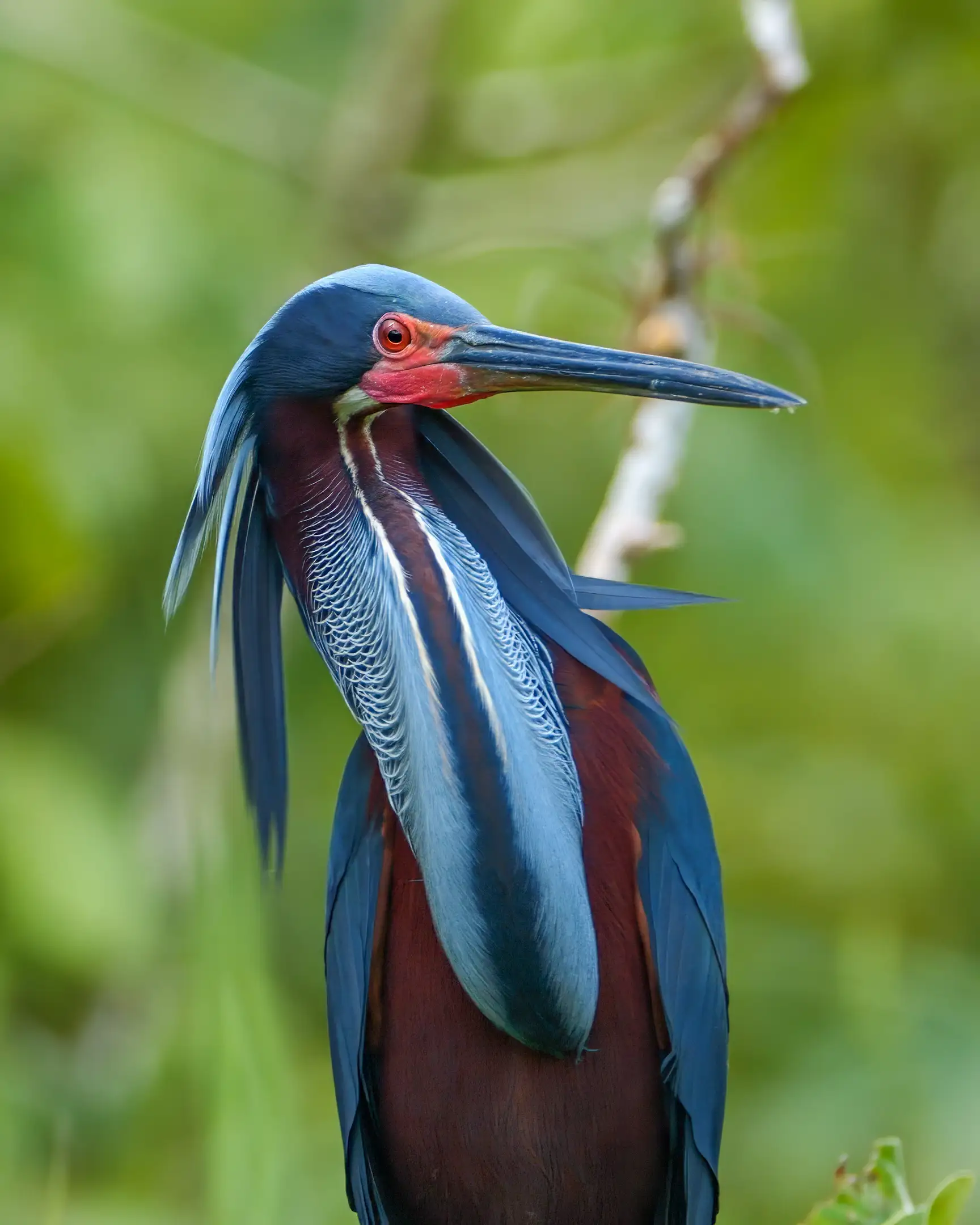 Birdwatching tour observing Agami Herons in breeding plumage, Agami Island Costa Rica